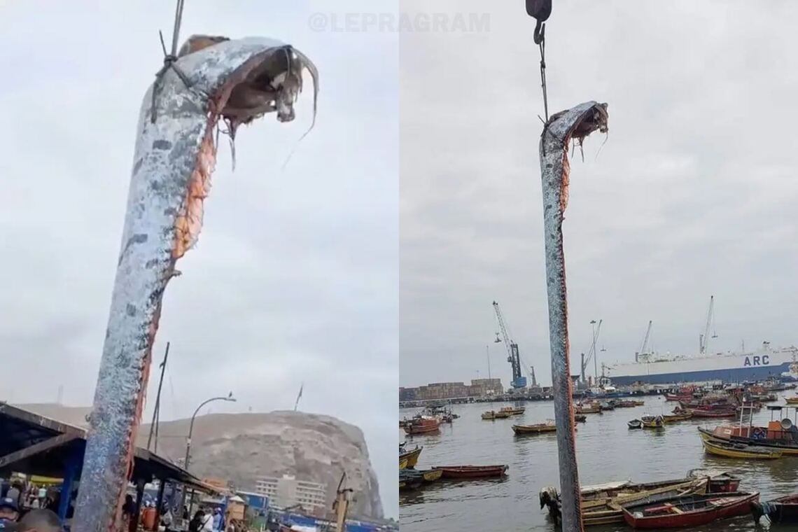 В Чили выловили 5-ти метровую рыбу: местные считают её предвестником конца света