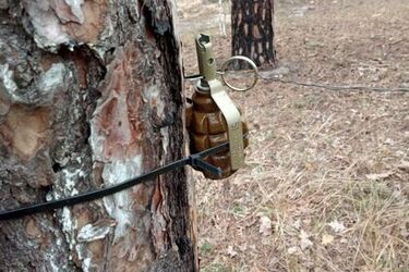 Растяжка в лесу