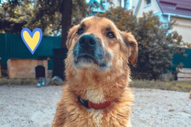 Зверский поступок: оккупанты заминировали живую собаку