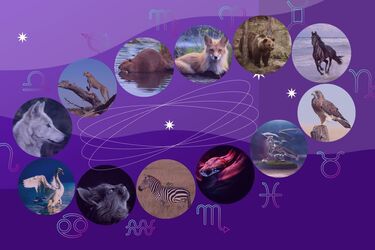 Встретить своего зверя в жизни - это послание от Вселенной