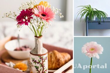 Топ-7 рослин для ідеального мікроклімату в будинку