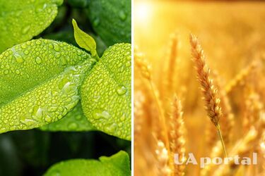 На юге пройдут короткие дожди: синоптики дали прогноз на последний день лета