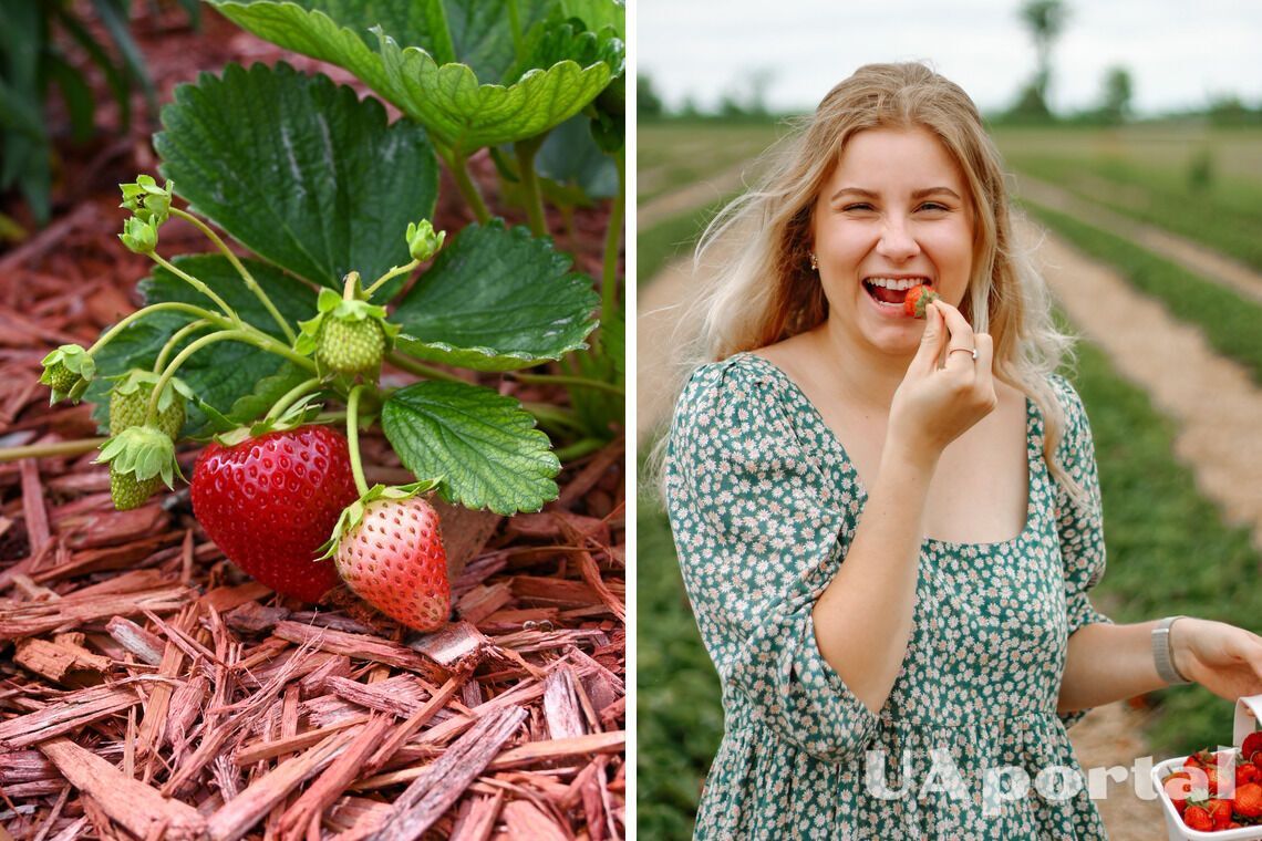 Висадка полуниці восени: коли і як це робити, щоб ягода добре прижилася