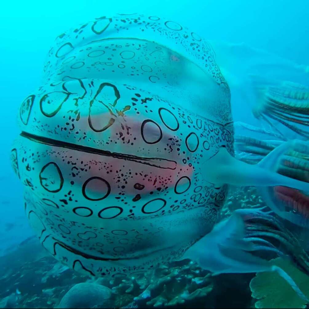 Рідкісну гігантську медузу зафільмували біля берегів Папуа-Нова Гвінея (відео)