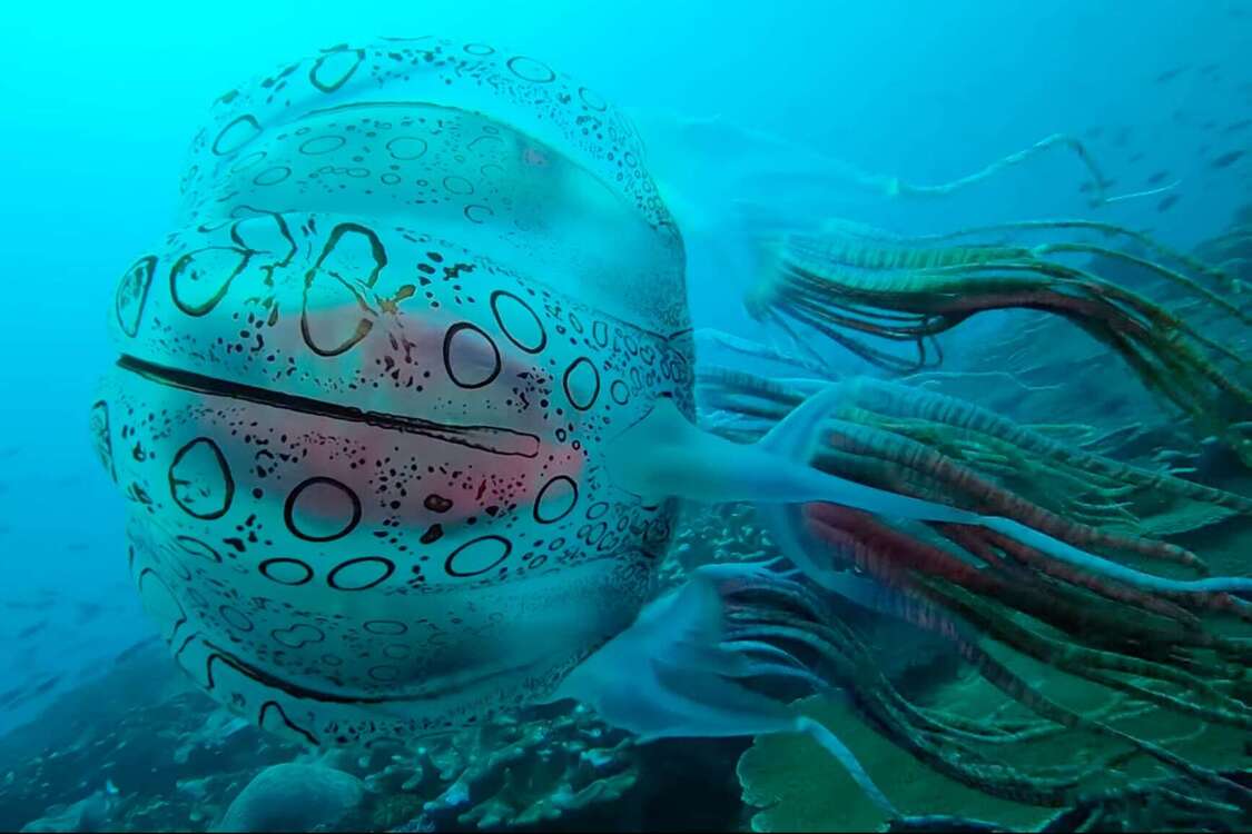 Редкую гигантскую медузу засняли у берегов Папуа-Новая Гвинея (видео)