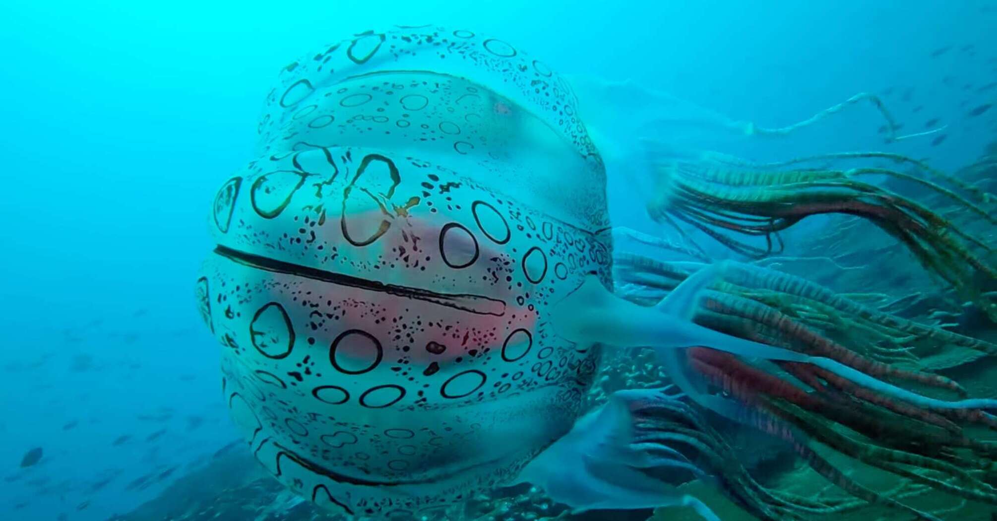 Редкую гигантскую медузу засняли у берегов Папуа-Новая Гвинея (видео)