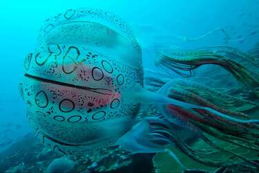 Скріншот із відео