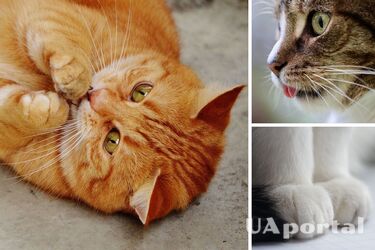 Коллаж UAportal