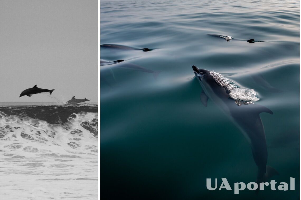 В нацпарке 'Тузловские лиманы' погибли дельфины