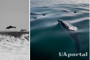У нацпарку 'Тузлівські лимани' загинули дельфіни