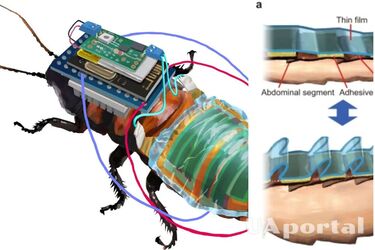 Ученые представили дистанционно управляемых тараканов-киборгов