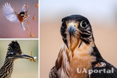 Как изменится мир, если все птицы вымрут: не станет клубники, кофе и не только