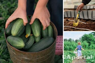 Як підготувати грядку під огірки у відкритому ґрунті в осінню пору