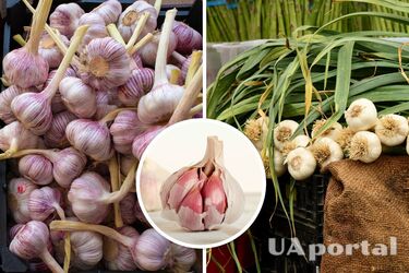 Як і коли садити часник на зиму