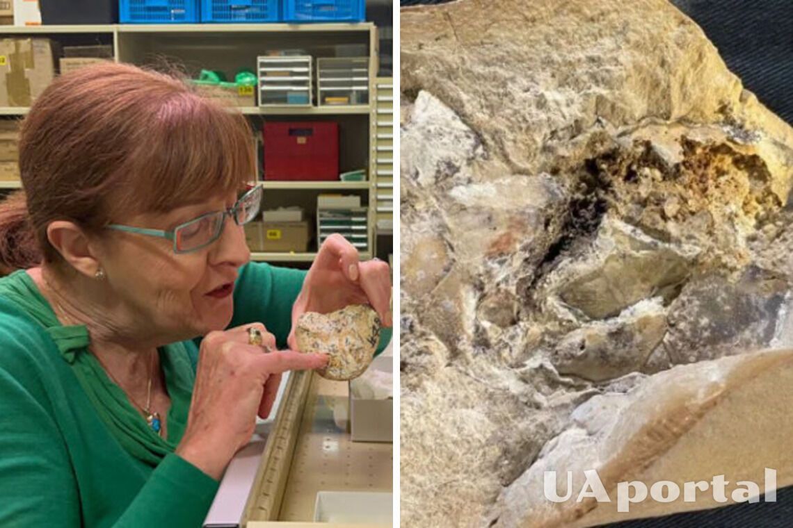 В Австралії палеонтологи знайшли останки панцирної риби та найдавніше сердце