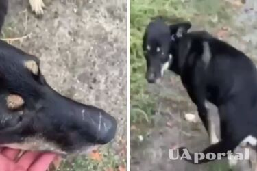 ВСУ показали собаку, над которой издевались оккупанты, выцарапали букву Z