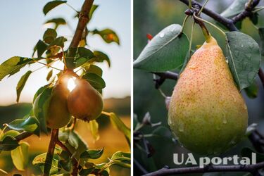 Що робити з грушею наприкінці сезону, щоб отримати щедрий врожай