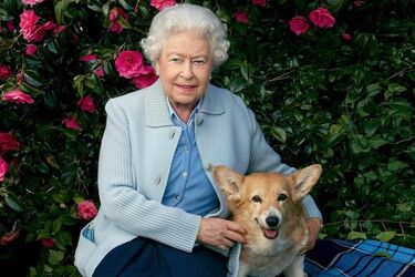 Корги Елизаветы II провели хозяйку в последний путь: трогательное видео