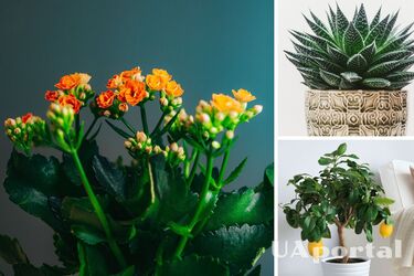 Домашні лікарі: кімнатні рослини, які можуть замінити аптечку