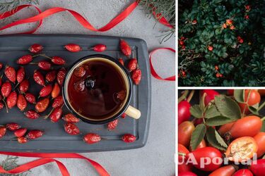 Когда собирать, сушить и как правильно заваривать шиповник