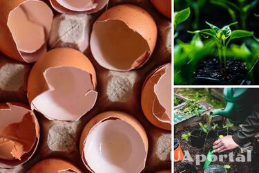 Удобрения из яичной скорлупы
