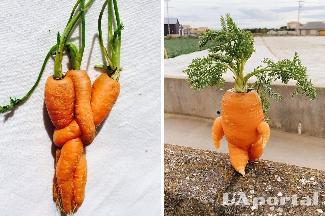 Почему морковь произрастает рогатой и корявой