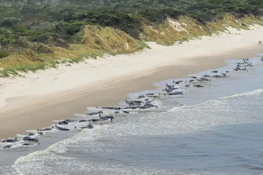 Понад 200 китів-пілотів викинулися на берег Тасманії та загинули