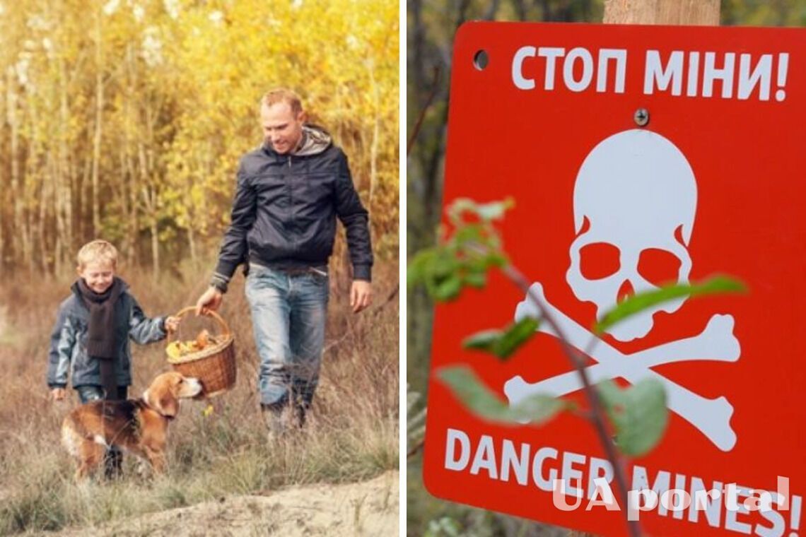 Стало відомо, коли можна буде збирати гриби та безпечно гуляти у лісі Київської області