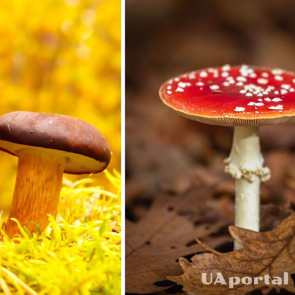 Для аматорів та досвідчених грибників: як розпізнати їстівні гриби