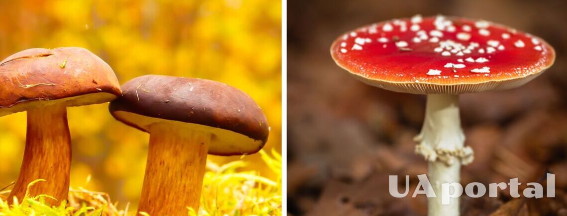Для любителей и опытных грибников: как распознать съедобные грибы