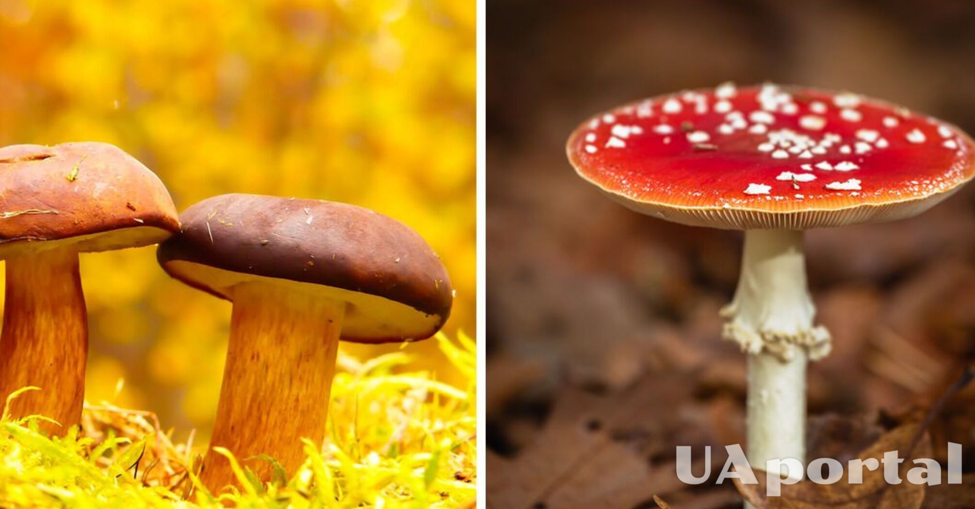 Для любителей и опытных грибников: как распознать съедобные грибы