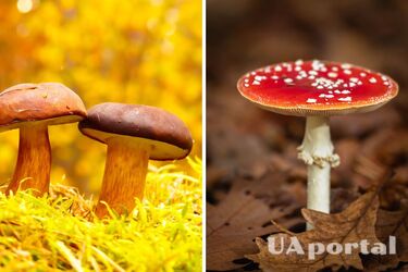 Для любителей и опытных грибников: как распознать съедобные грибы