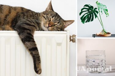 Как увлажнить воздух в отопительный период и чем это поможет здоровью