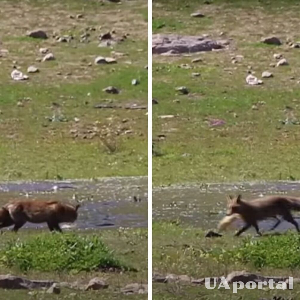 Вченим вперше вдалось зняти як лисиця виловила 10 коропів (відео)