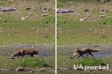 Зоологи з Іспанії вперше підтвердили вміння звичайних лисиць рибалити