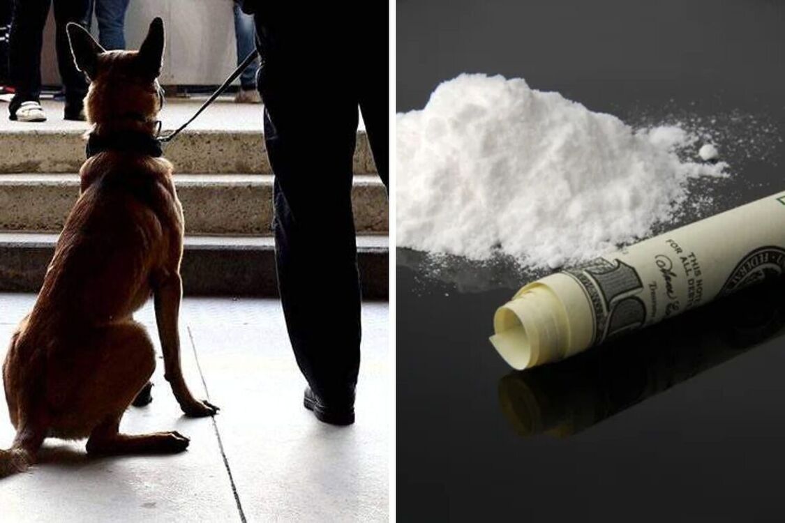 В аэропорту Милана собаки-ищейки помогли обнаружить 13 кг кокаина в интересном месте (фото)