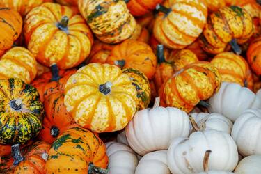 Як і коли збирати врожай гарбузів: поради експертів