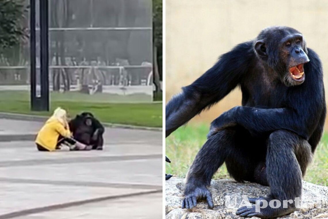 Повеселила прохожих: В центре Харькова заметили шимпанзе, гулявшую в парке (видео)