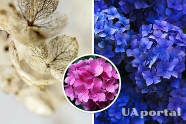 Як підготувати гортензію до зими