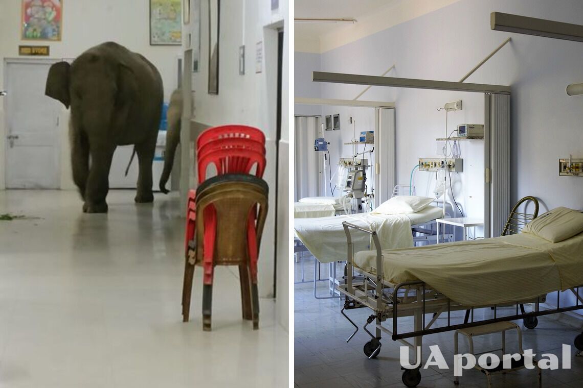 В Индии дикие слоны посетили больницу: одно животное застряло в дверях (видео)