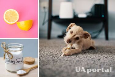 5 дієвих способів, як правильно чистити килими в домашніх умовах