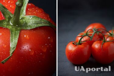 Як зберігати помідори і чому їх не можна тримати у холодильнику