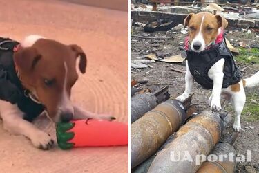 Пес 'Патрон' прошел профессиональный тест в прямом эфире утреннего шоу (видео)