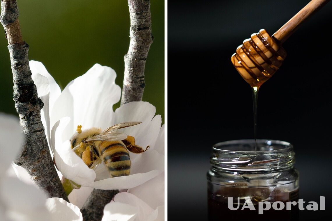 Мед манука – целебные свойства