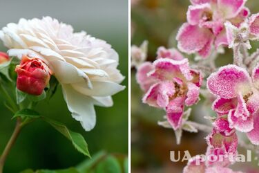 Як правильно підготувати троянди до зими