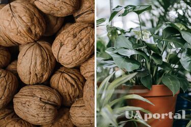 Главные правила ухода за вазонами и зачем в горшок с цветами класть скорлупу от ореха