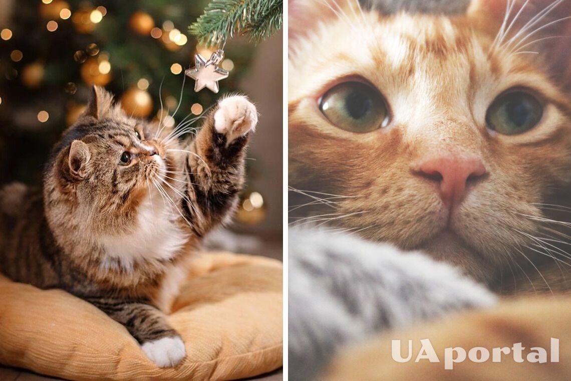 Всемирный день интровертов и кошачий Новый год: что празднуем 2 января