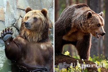 Бурый медведь