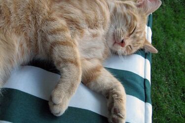 Кіт, що спить