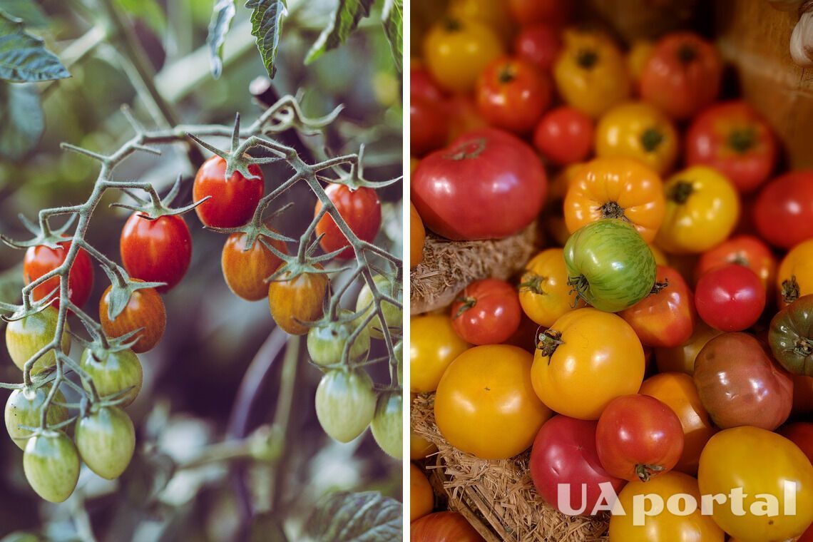 Чим оприскувати помідори від шкідників - як обробляти помідори